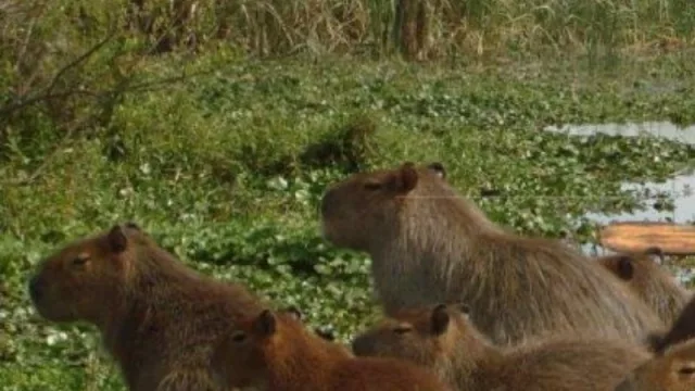 Los Esteros de Iberá en Madrid: Corrientes presentará el nuevo parque nacional en FITUR