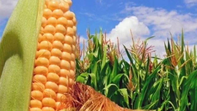 Agroindustria y Maizar acordaron desarrollar maíz de alta productividad en Misiones y Corrientes