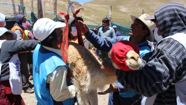 Fibra de vicuña, 19 chakus en 2018: aumenta la producción, ¿mejoran las perspectivas?