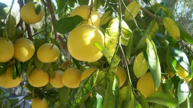 La otra cara de la crisis: se invertirán más de 3 millones de dólares en el sector citrícola misionero