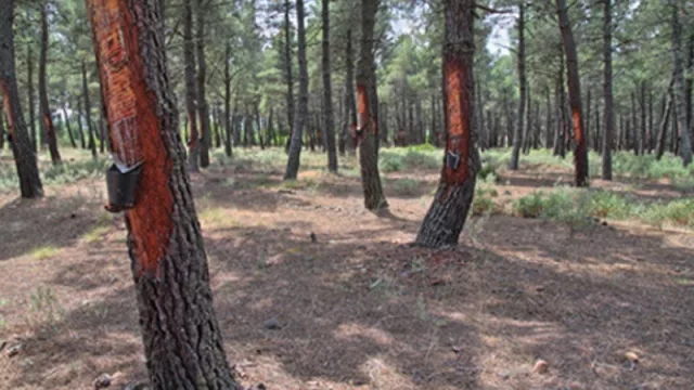 Industria correntina produce resina para proveer a aserraderos de la región