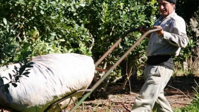 Yerba Mate: las exportaciones crecieron un 33% en comparación con el año pasado