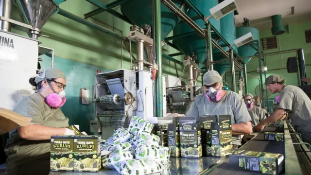 Primera procesadora certificada de Paraguay exporta 1.5 toneladas de yerba medicinal por año