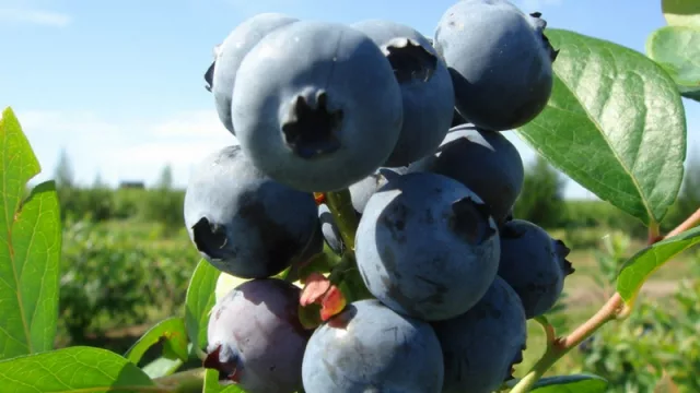 La mayor productora de arándanos de Salta busca 2.250 trabajadores para la cosecha