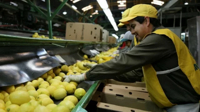 Líder en el NOA: la agroindustria tucumana genera casi 100 mil puestos de trabajo