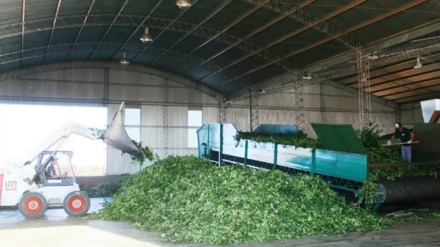 Yerba mate: sostenida recuperación en el ingreso de hoja verde a secaderos