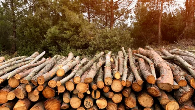 Trabajan en un proyecto para producir energía a partir de biomasa en Montecarlo