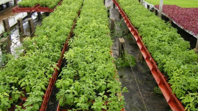 Proyectan una planta de industrialización de stevia en Entre Ríos