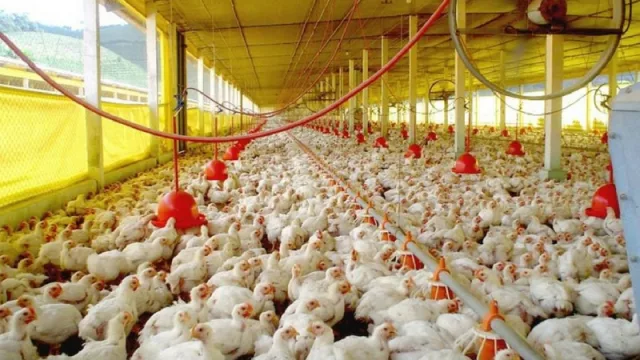 Aumentan las inversiones avícolas en Entre Ríos
