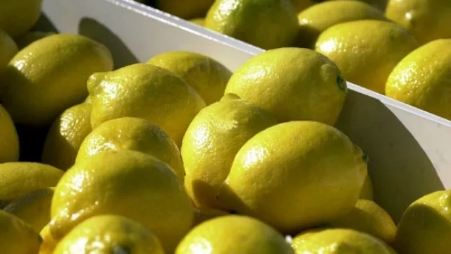Luego de casi dos décadas, los limones tucumanos ya tienen fecha para su regreso a EE.UU