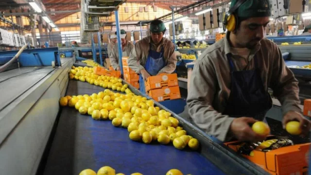 La Justicia norteamericana cerró la discusión: el limón tucumano llegará a EE.UU.