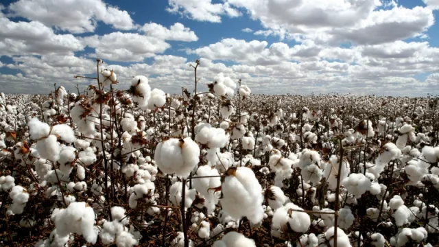 ¿Ya te inscribiste en el registro de comercializadores e industrializadores de algodón? Enterate cómo y por qué es importante