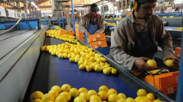 ¿Qué pasará si el limón tucumano no puede ingresar EE.UU. en 2018?