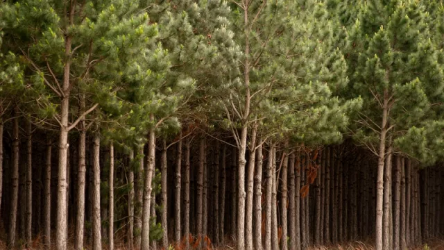 Foresto- Industria: ¿modificaciones, prórroga o continuidad de la Ley 25.080 de Inversiones para Bosques Cultivados?
