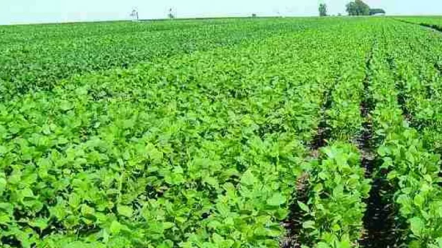 Sojeros de la provincia comenzaron a cobrar compensaciones comprometidas por Nación