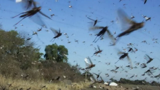 Elaborarán un protocolo con el fin de coordinar tareas para el control de la langosta