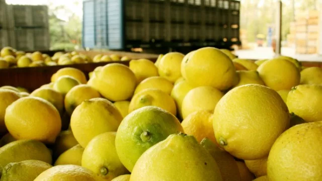 ¡Limones presentes! Otra buena noticia de la mano de la exportación tucumana