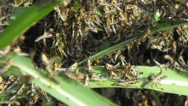 En Salta ya circula una manga de langostas, pero aún no se extendió a los cultivos