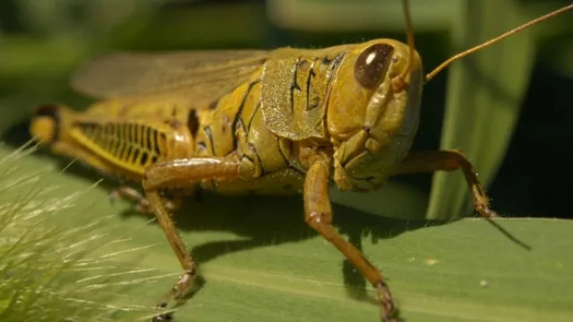 Tucumán sitiada: las langostas llegaron a Salta y no pueden erradicarlas de Santiago