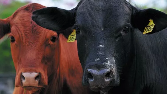 Se faenaron 1.045.000 cabezas de ganado durante el primer semestre, según Petengill