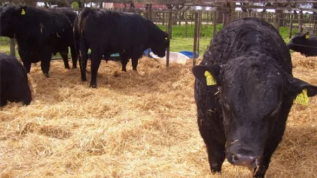 La 73° Exposición Ganadera, Agrícola, Industrial y Comercial está en marcha