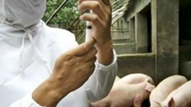 Habrá una jornada de capacitación porcina este 30 de junio en Entre Ríos