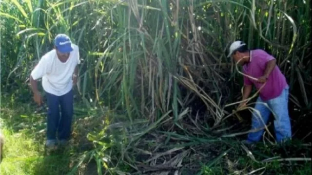 Tras las quejas, quieren reformular el calendario de los planes interzafra
