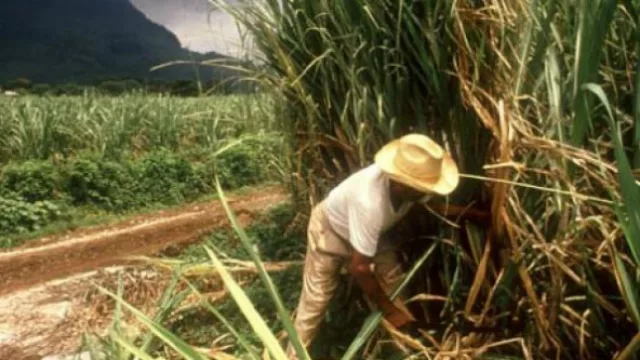 Alivio por posibilidad de exportar excedentes de azúcar y etanol