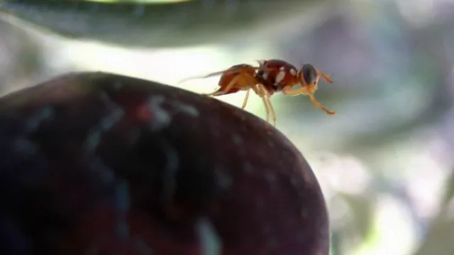 Productores de arándanos buscan incluirse en el Programa contra Mosca de los Frutos
