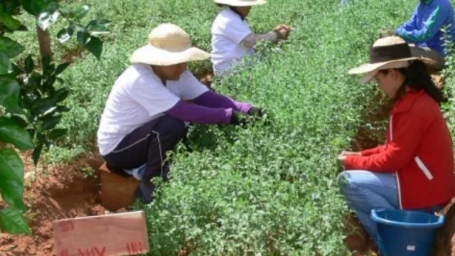 Entre Ríos y Uruguay acuerdan buenas prácticas agrícolas