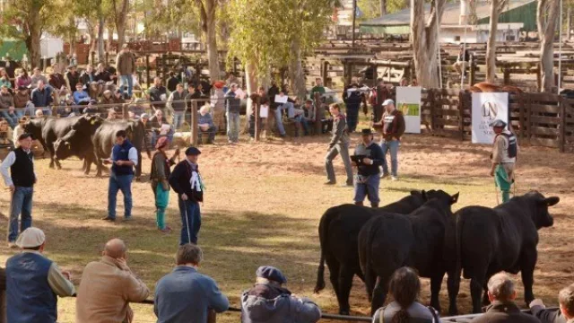 Lanzan financiamiento para productores interesados en participar de la 48° Gran Nacional Brangus