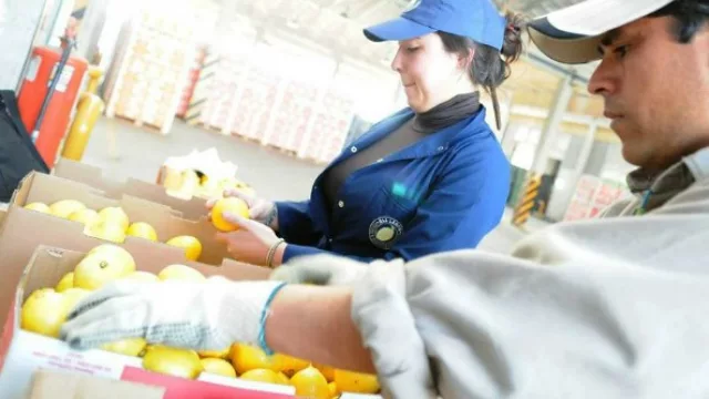 Llegó el día: limones tucumanos podrán ingresar al noreste estadounidense