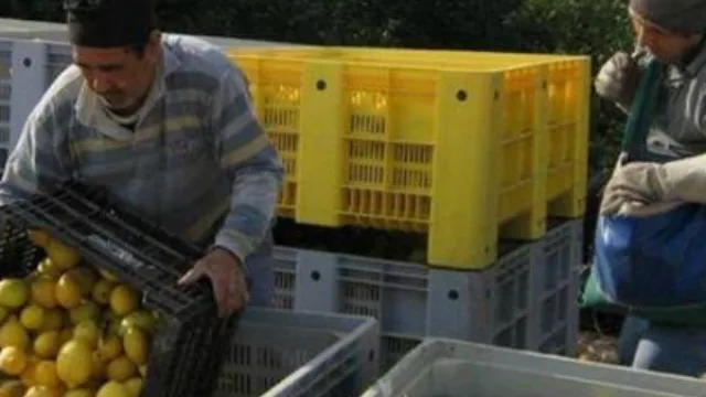 Aportes por casi $ 3 millones a productores citrícolas entrerrianos