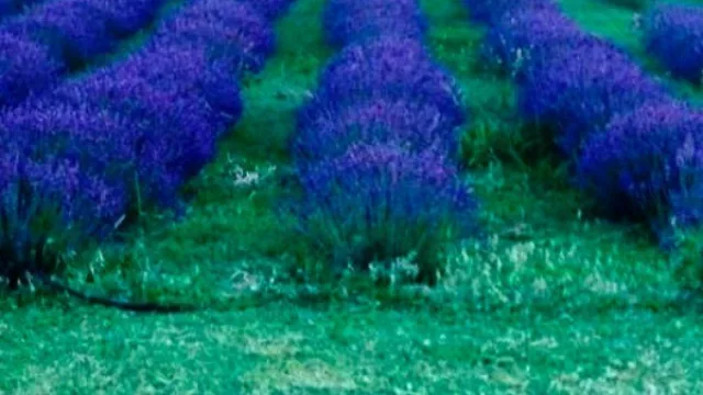 La tierra colorada avanza en la creación de la industria esenciera