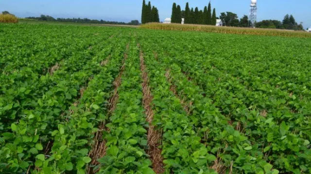 Se viene la Jornada sobre variedades de soja en Hermoso Campo
