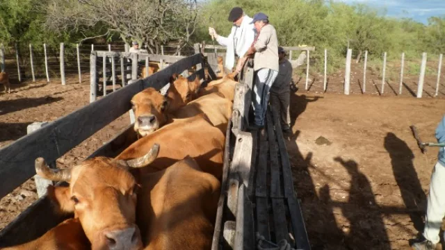 Buena noticia: el número de vacas aumentó casi un 10% en dos años