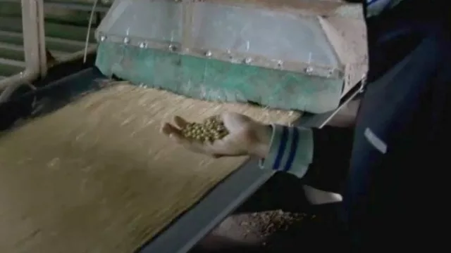 Se espera aumento en el rendimiento de las cosechas para la campaña vigente de soja y maíz