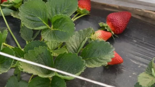 El cultivo de frutillas se expande en el Chaco