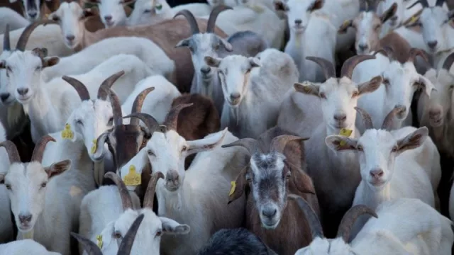 Salta tiene prioridad en el Plan Senderos Caprinos (agricultura familiar, campesina e indígena)