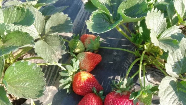 Las frutillas chaqueñas ganan mercados y se fortalece su producción
