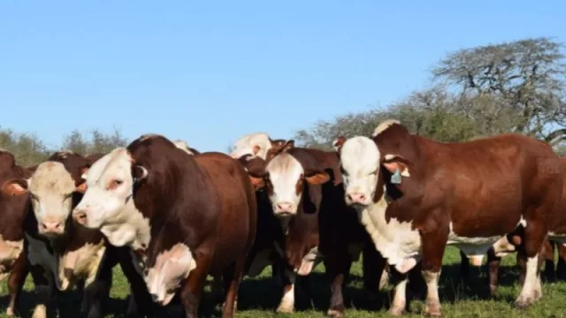 Salentein celebró 30 años en Argentina con un gran remate en Curuzú Cuatiá