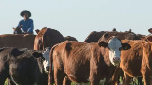 Septiembre a puro remates (Rosgan tiene programados varios remates en la región)