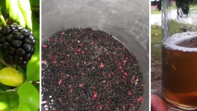 De la Hidromiel, a la Hidromora (la bebida que está en boca de todos)