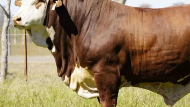 El Remanso pone lo mejor para el primer remate “Genética Adaptada”