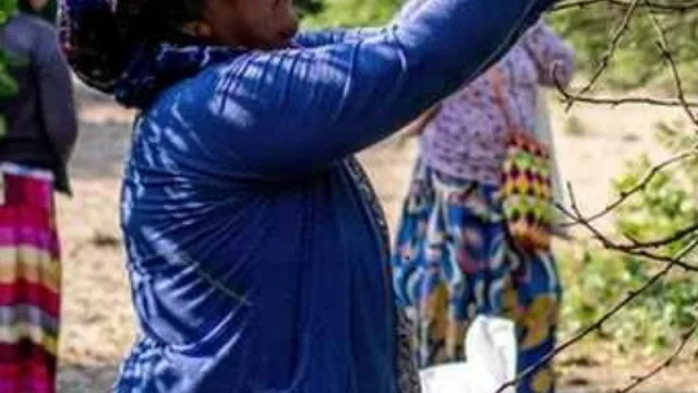 Alimento ancestral genera salida laboral para mujeres wichí