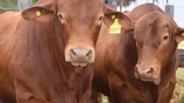 El Chaco ofrece su genética chaqueña en dos importantes remates