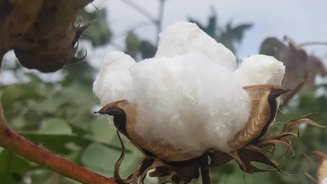 Tecnología en bioinovación y biodesarrollo, ejes de las capacitaciones de la Fiesta Nacional del Algodón 2022