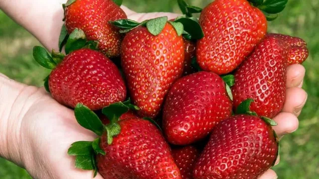Otra empresa láctea formalizó interés por la frutilla chaqueña