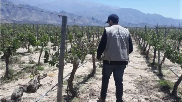 La “helada tardía” arrasó con los viñedos tucumanos (se detectaron pérdidas que superan el 80%)