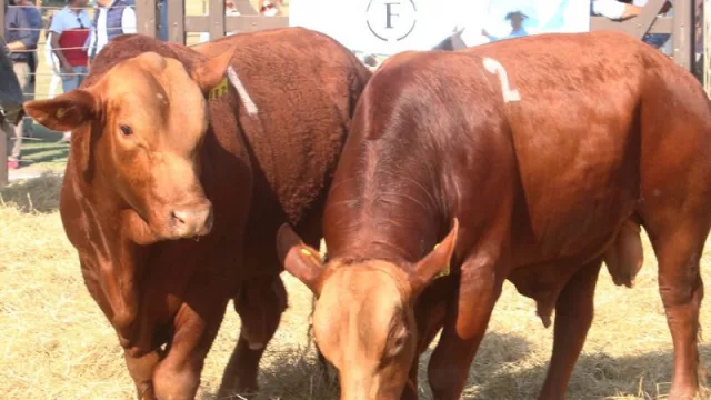 Remate Gala de Cabañas Formoseñas Integradas
